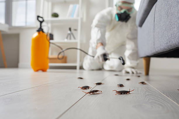 Commercial Rodent Management in Eagle Lake